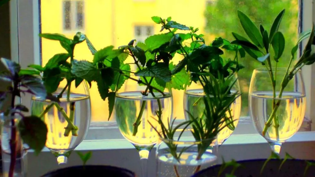 cuttings of herbs