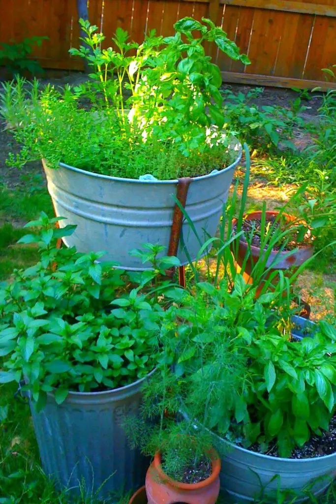 Bucket Herb Garden