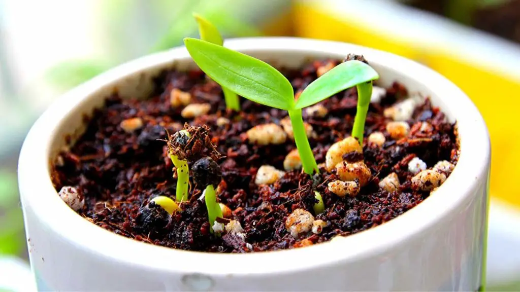 How To Plant Spinach Seeds Indoor