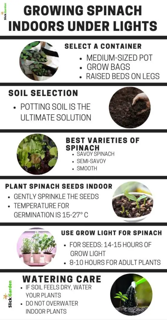 Growing Spinach Indoors Under Lights