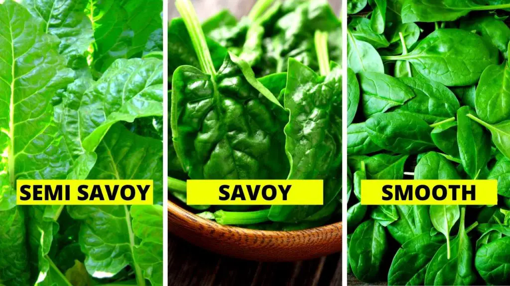 Best Varieties Of Spinach