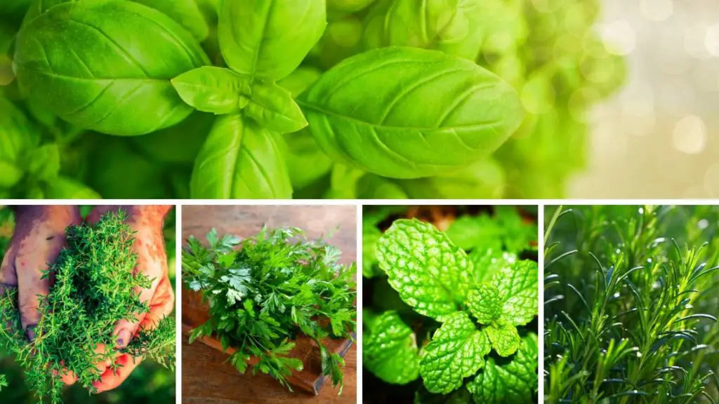 Here are a few herbs you can grow in a grow tent for your indoor herb garden. 
