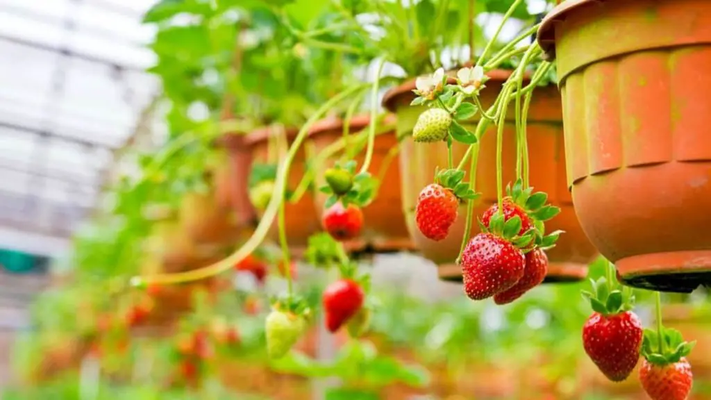 Varieties Of Strawberries  To Grow In Hanging Baskets