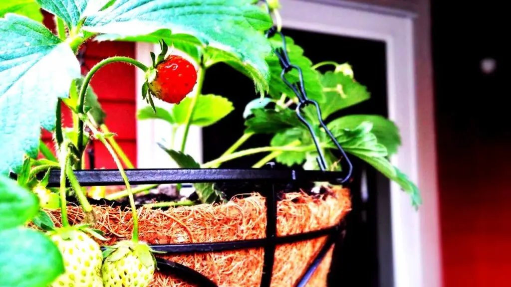 growing strawberries in hanging baskets: 
