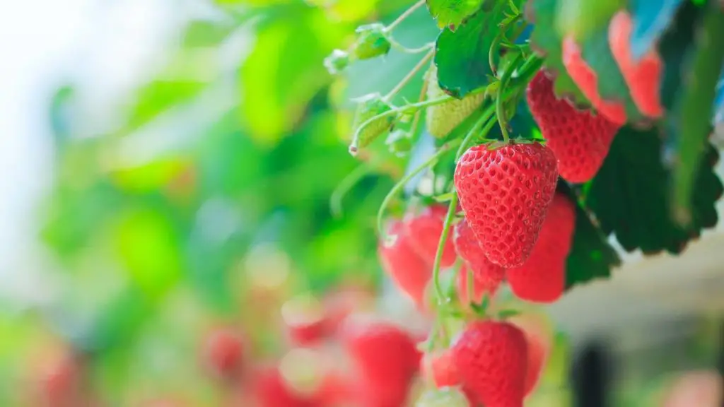 Plant Strawberry Plants In Hanging Baskets