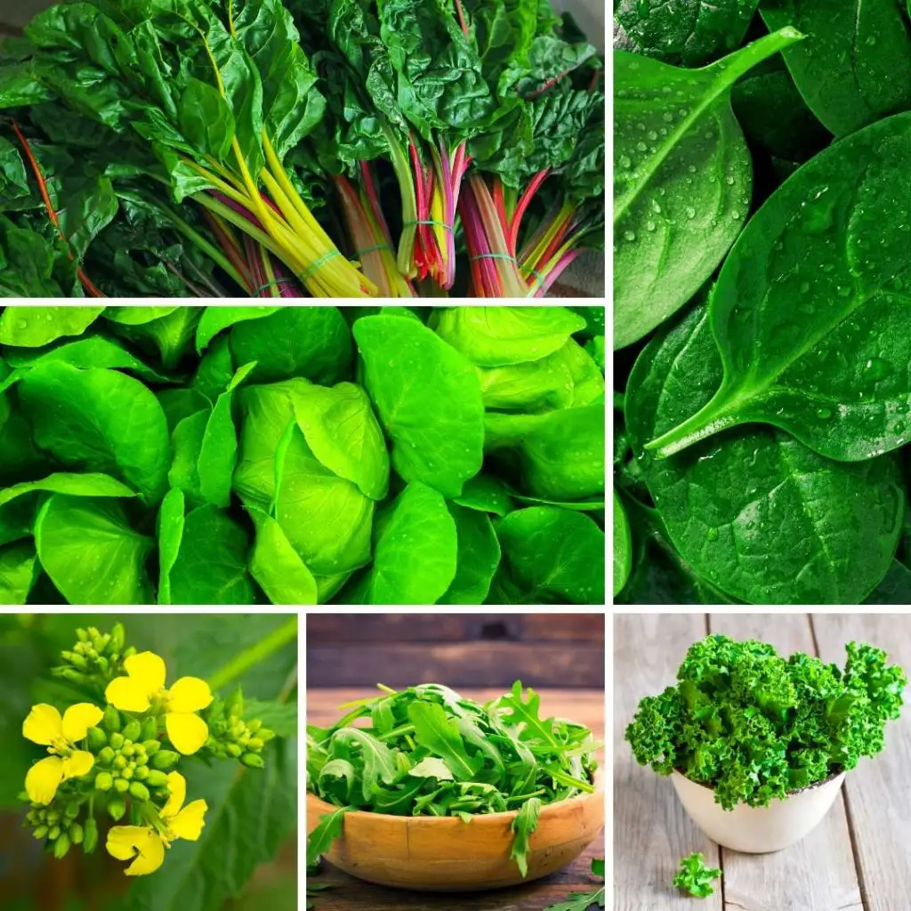 salad green list
