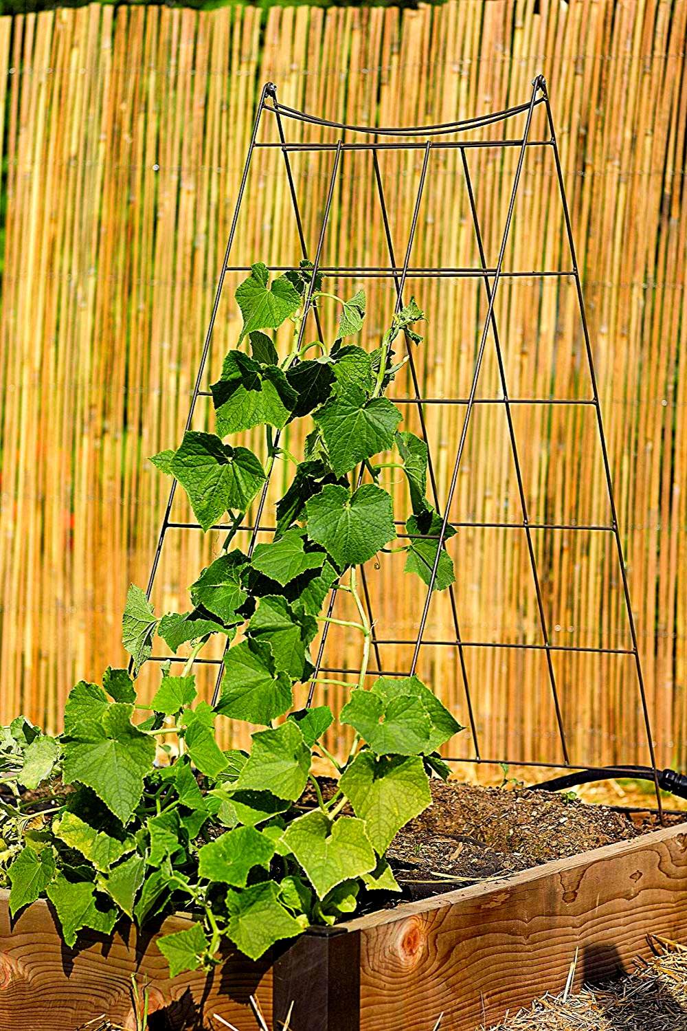 12 BEST Trellis For Cucumber In Raised Beds | Slick Garden