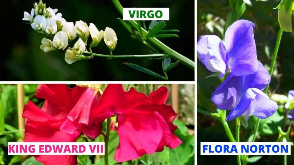 Varieties Of Sweet Peas