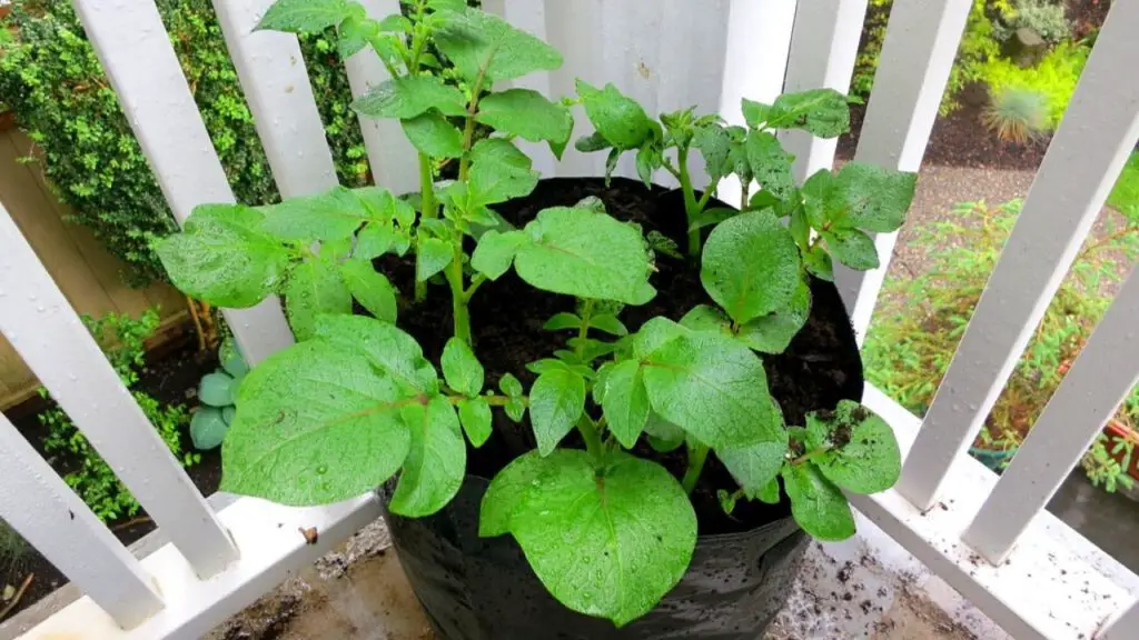 Grow Potatoes In Bags