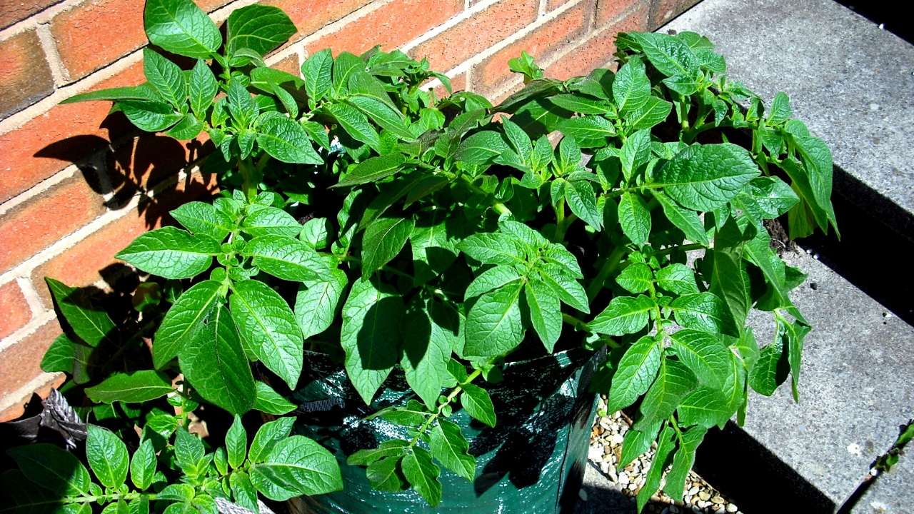 Simple Steps To Grow Potatoes In Bags In Greenhouse Slick Garden