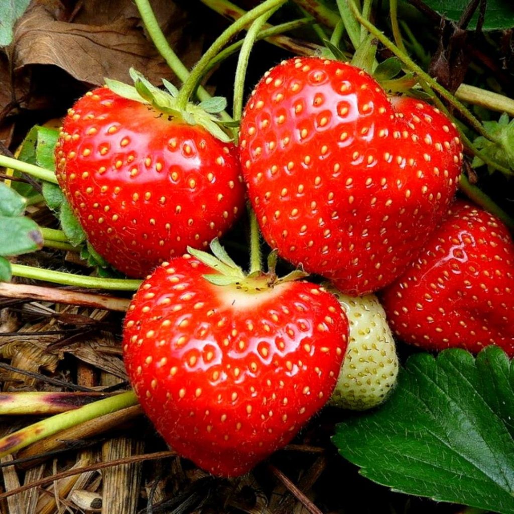 Strawberry Plants In Hanging Baskets