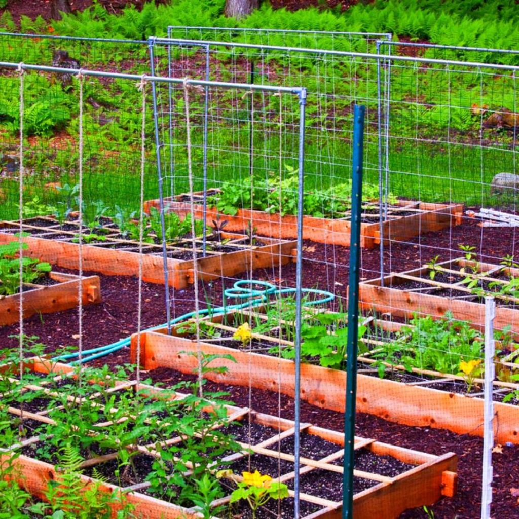 26 Raised Bed Garden Trellis Pics