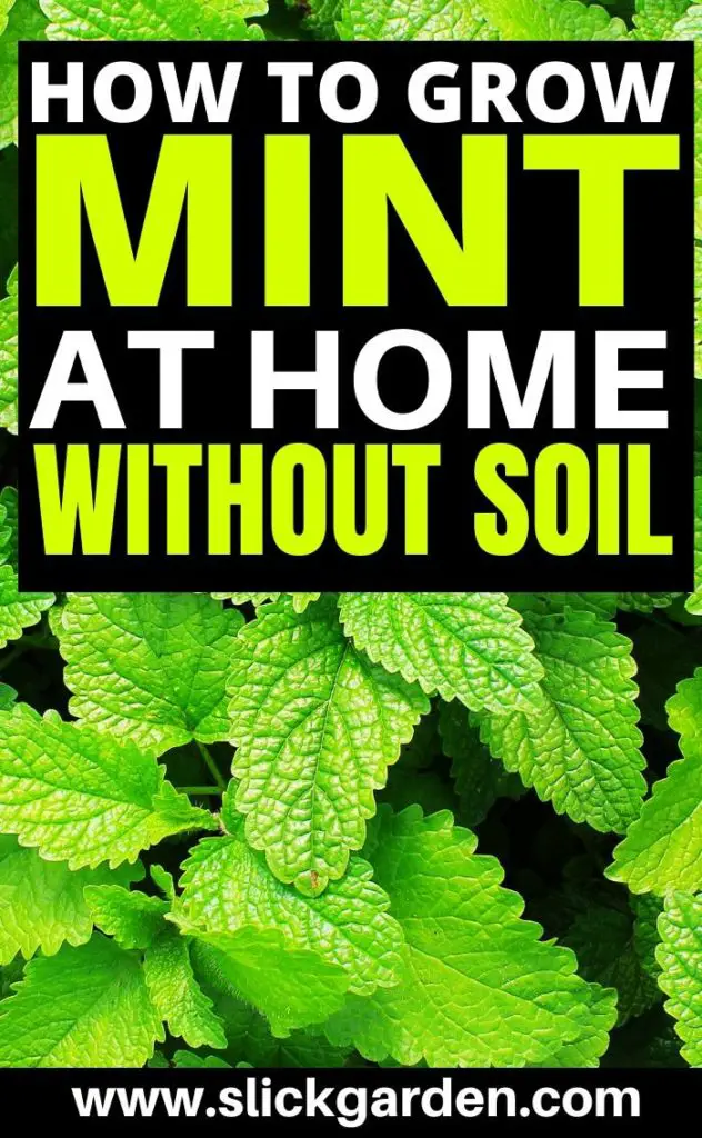 grow mint in water 