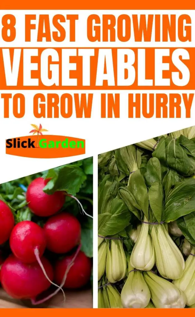 8 Fast Growing Vegetables That You Can Grow In A Hurry 