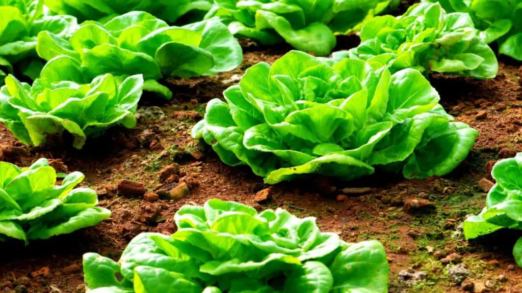 Harvest Lettuce