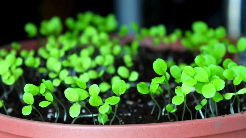 Sow The Seeds Of Lettuce