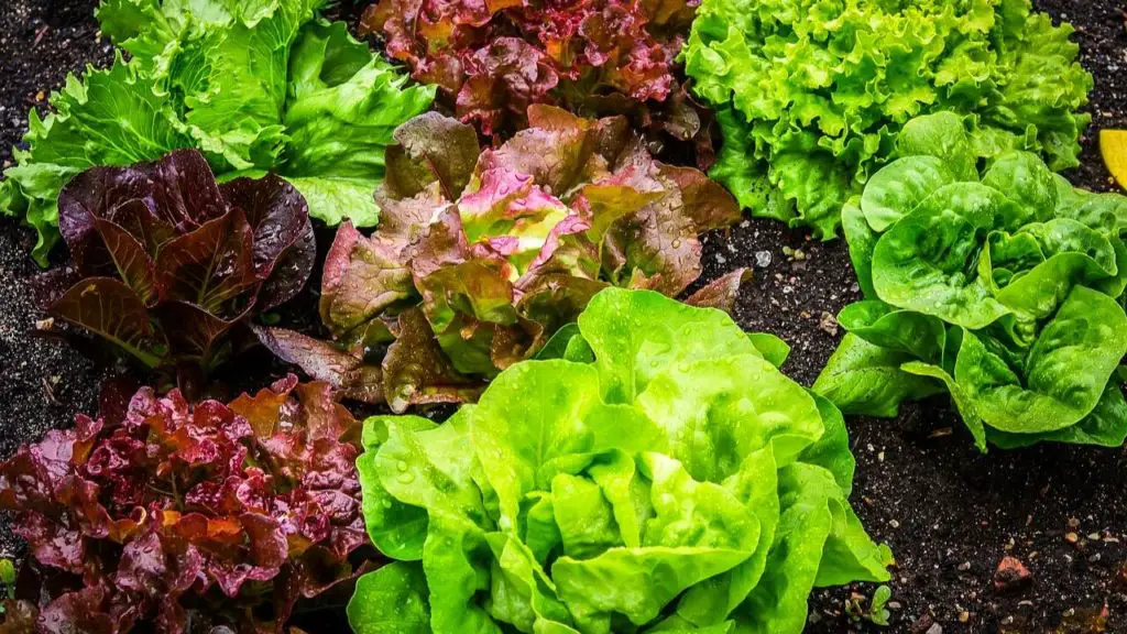 Best Varieties Of Lettuce