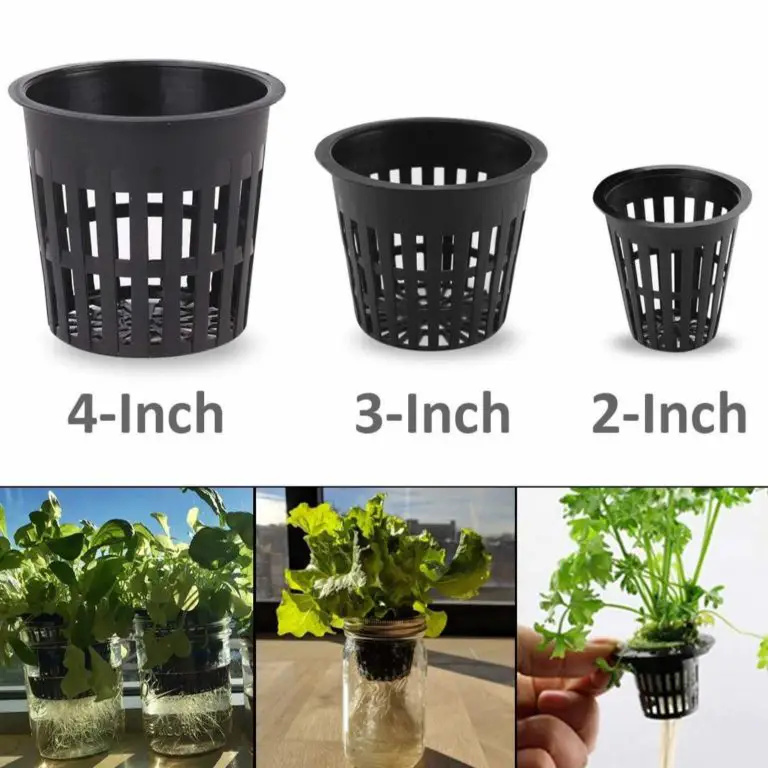 How To Grow Mint At Home In Water – Without Soil – Slick Garden