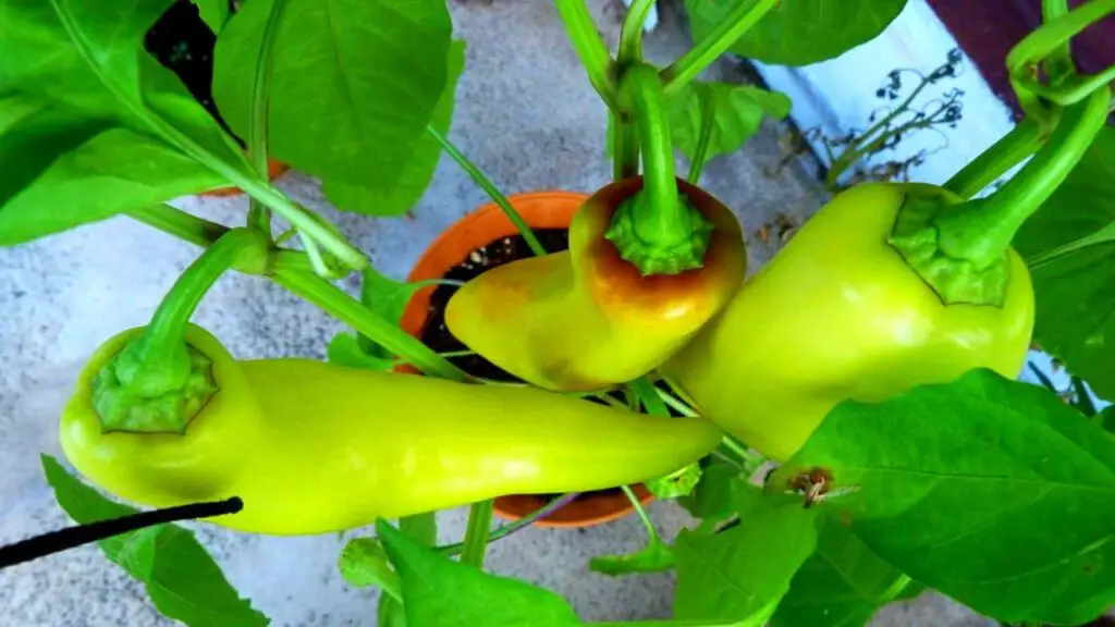 Chili Plants