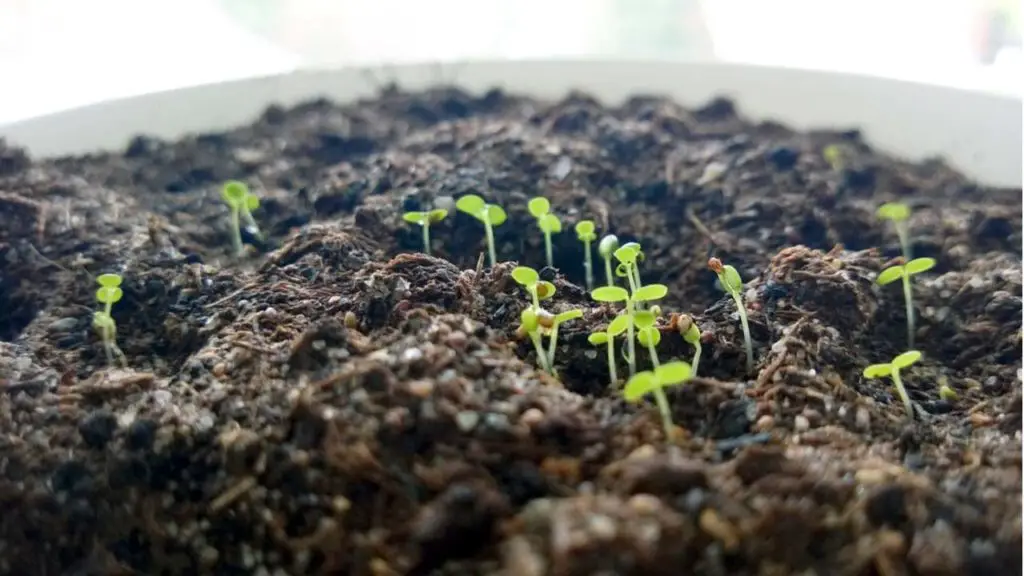 strawberry seedlings