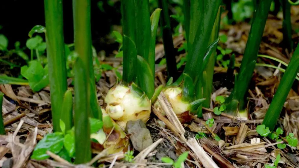 ginger plants