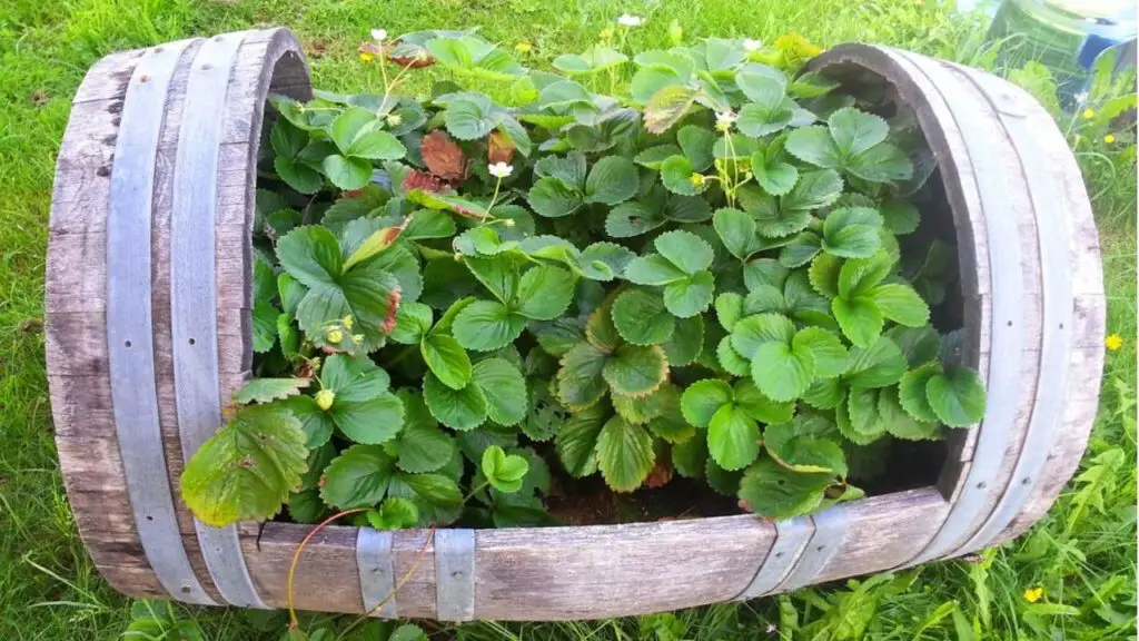 Seedlings In A Bigger Pot? 