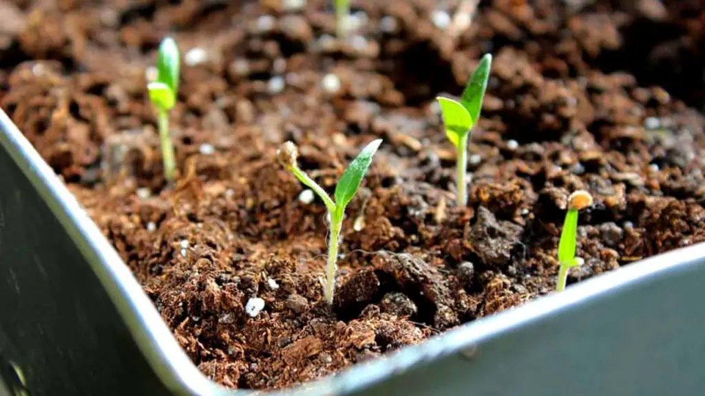 chili seedlings