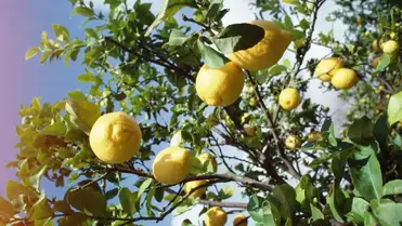 Cuantos años da frutos un limonero