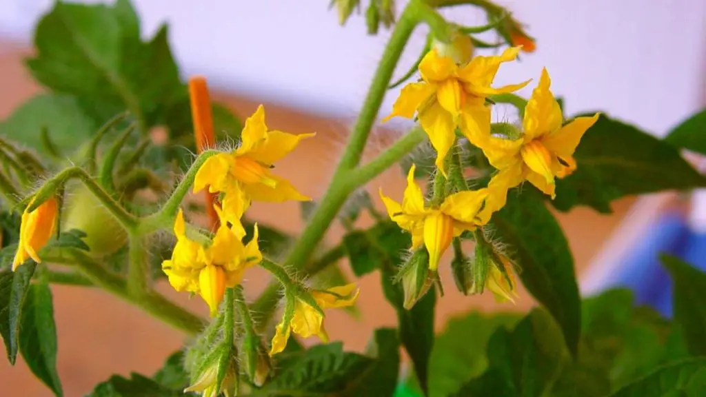 tomato flowers