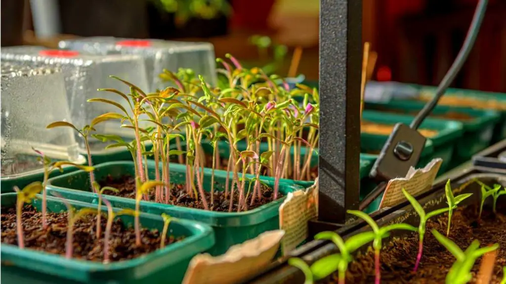 chili seedlings