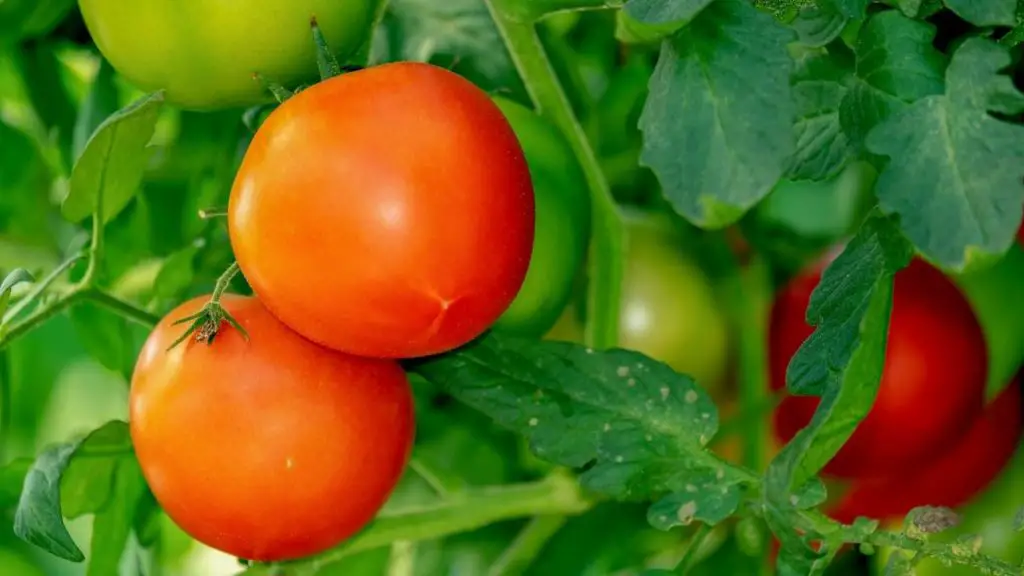 tomato fruits