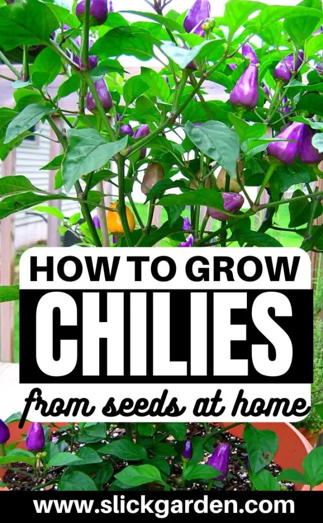 chili grow