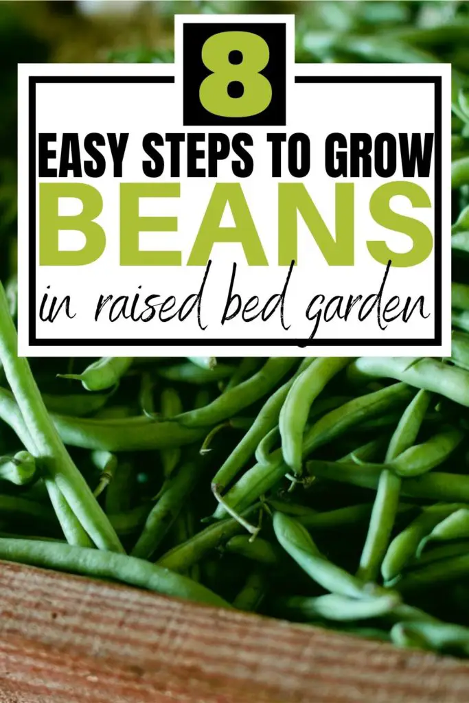 easy steps to grow beans pin