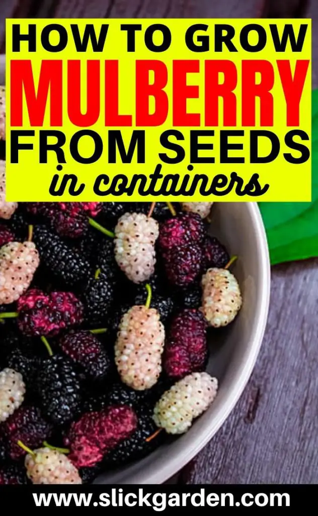 Grow Mulberry Tree From Mulberry