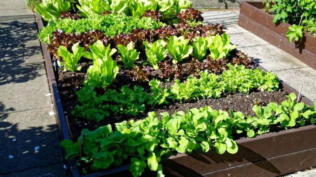  spinach Raised Bed Garden