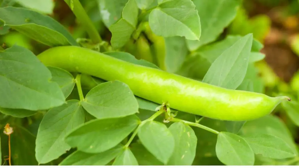 bean fruit