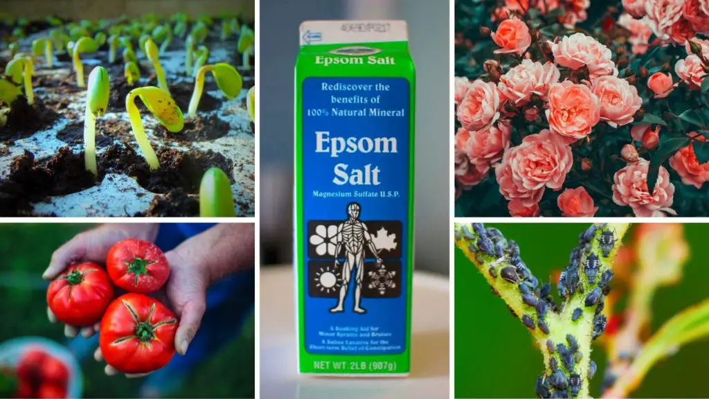 epsom salt uses