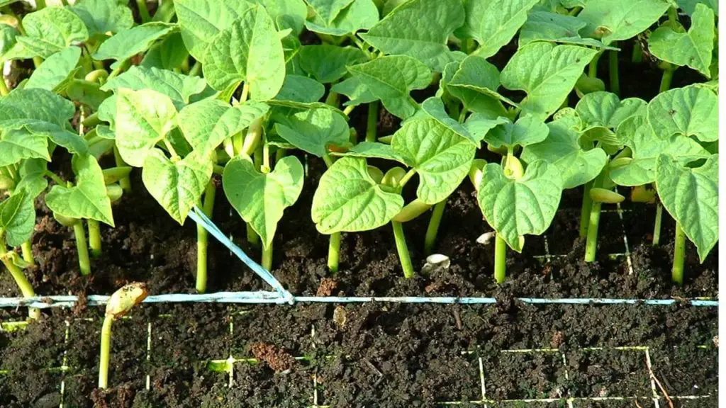 beans seedlings