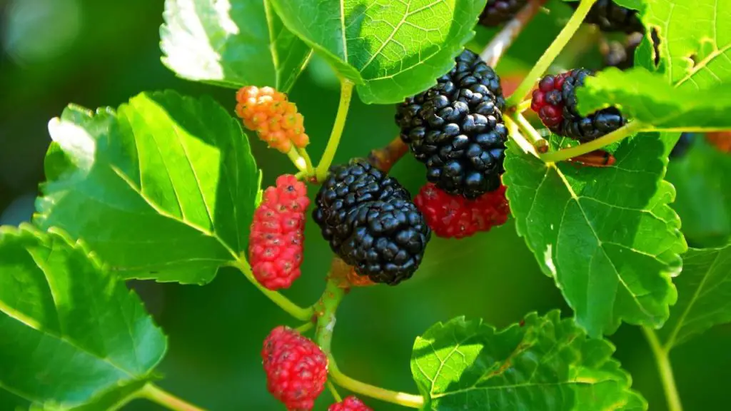 Grow Mulberry Tree From Mulberry