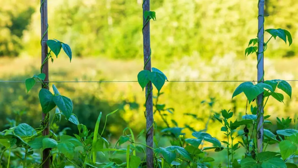 Bush Beans Vs Pole Beans