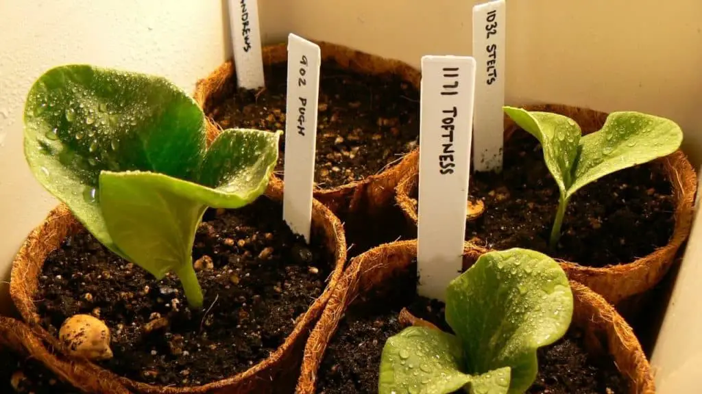 pumpkin transplanting seedlings