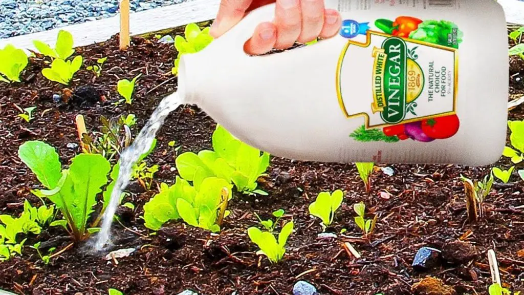 White Vinegar