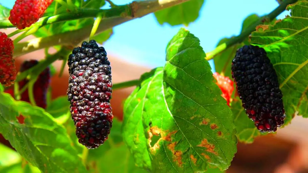 How To Grow Mulberry Tree From Mulberry + Health Benefits Of Mulberry