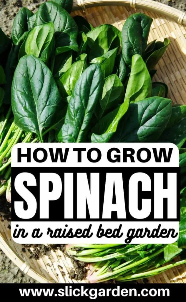 spinach