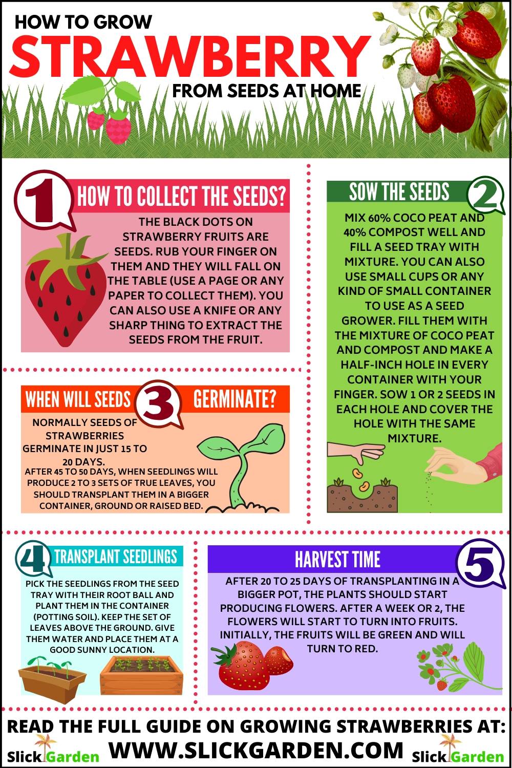 how-to-grow-strawberry-from-seeds-at-home-slick-garden