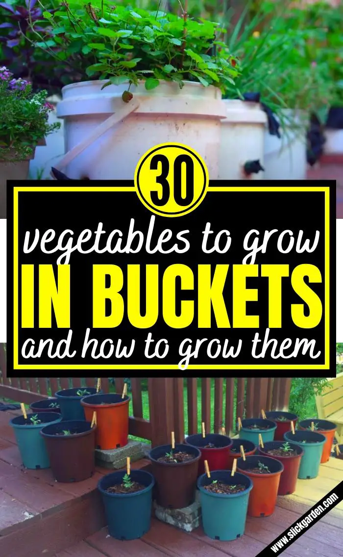 30 Best Vegetables To Grow In Buckets Slick Garden