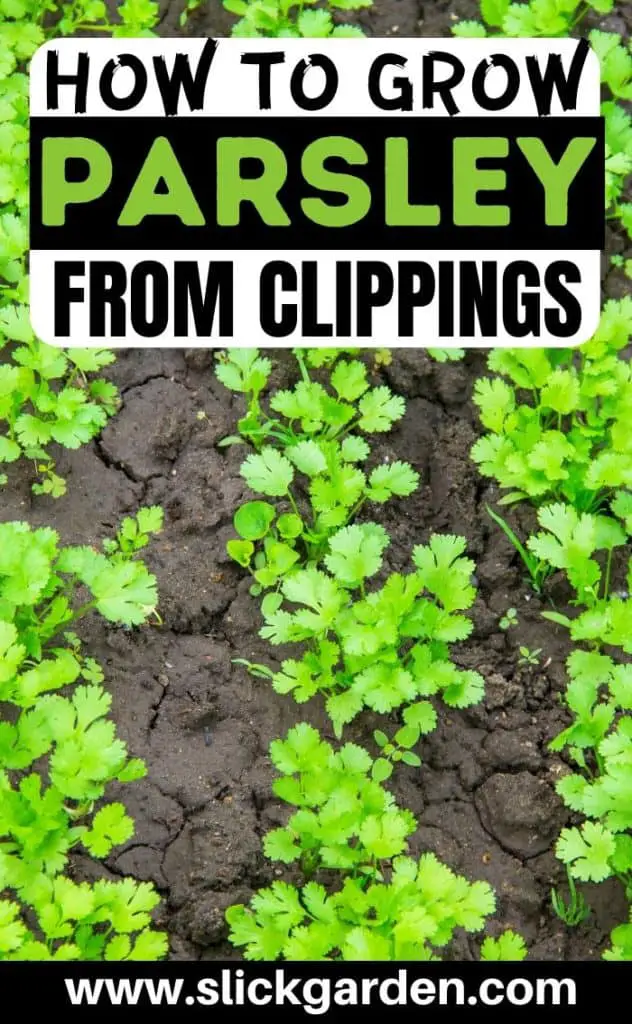 How To Grow Parsley From Clippings | Slick Garden