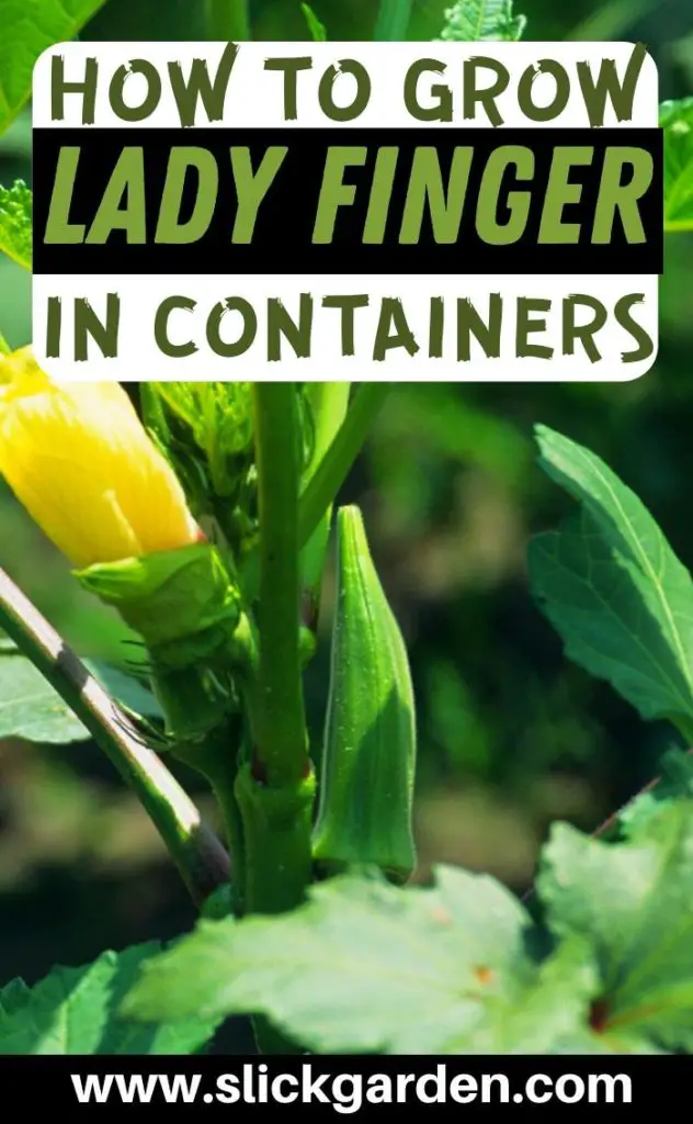 How To Grow Okra From Seeds In Containers