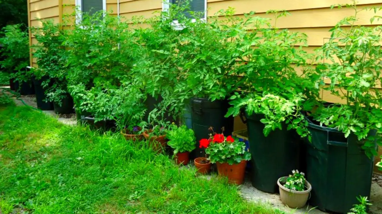 30 Best Vegetables To Grow In Buckets Slick Garden