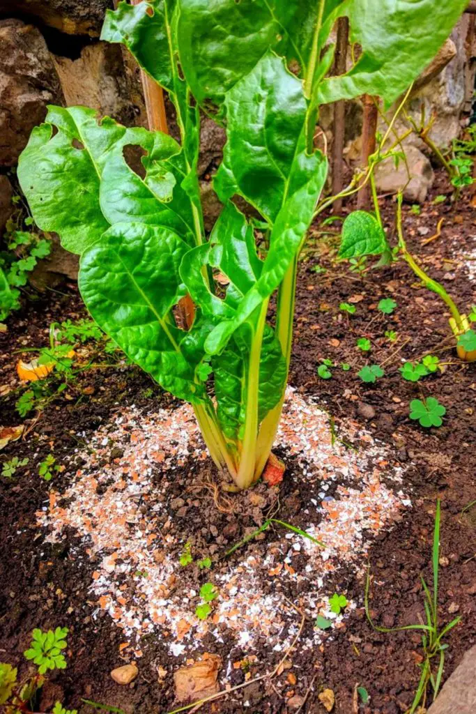 eggshells mulch